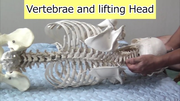 Feldenkrais Pushing or Pulling a Side of Vertebrae while raising