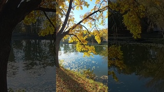 Золотая осень.Тольятти