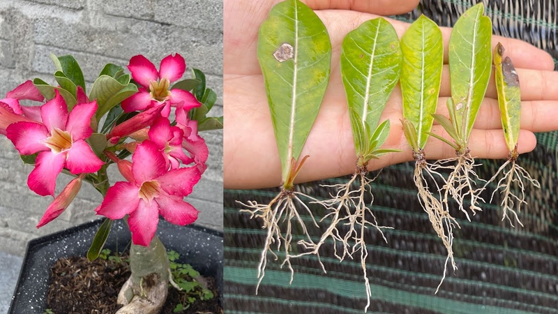 Cách trồng Hoa Sứ Thái bằng lá, adenium plant