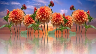 ✿♫ Summer, Oh, Summer  -  lovely dahlias  ♫✿