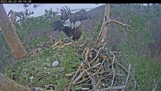REPLAY🦅ПОВТОР 22/4/23 1/3 White-Tailed Eagles Chulman & Kama 🐟🦅 Орланы-белохвосты Чулман и Кама