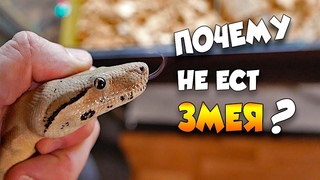 Почему Змея не ЕСТ - Что делать❓