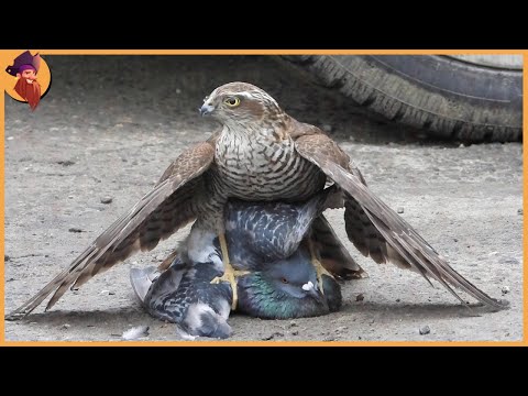 14 Best Hawk Attacks Caught On