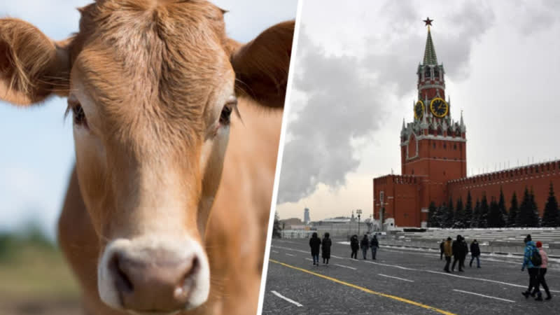 Выгул телят запрещен Американку задержали за выгул теленка