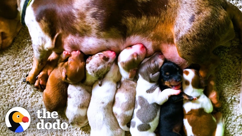 This Dachshund Mama Dog Was Rescued From A Puppy Mill Look At Her Now , The Dodo Foster