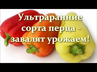 Перца видимо-невидимо! Лучшие ультраранние сорта сладкого перца для открытого грунта и для теплицы