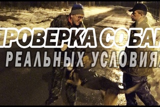 Проверка собак на защиту хозяина В РЕАЛЬНЫХ УСЛОВИЯХ