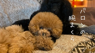 【雨の日の過ごし方】

#トイプードル生活
#宇野昌磨
#宇野樹
#Uno1ワンチャンネル