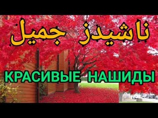 Самые красивые нашиды Успокоение души