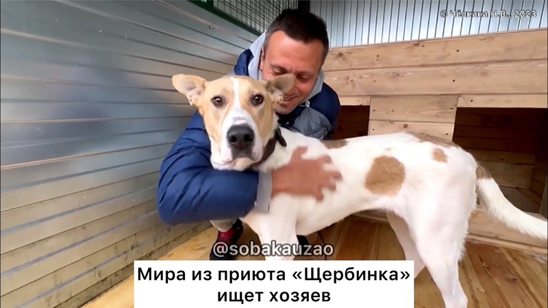 Мира из приюта Щербинка очень хочет найти своего хозяина