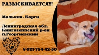Пропала собака ! Мальчик. Корги Ленинградская обл. Кингисеппский р-он п. Георгиевский