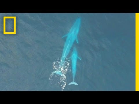 Baby Blue Whale Nursing ( Exclusive Drone