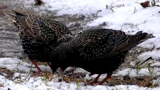 Что ищут скворцы в снегу? Скворцы прилетели в снегопад в марте.