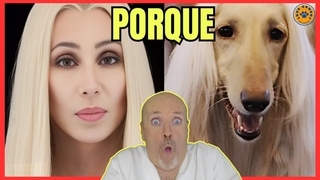 💝 PORQUE LOS PERROS SE PARECEN A SUS DUEÑOS 💝