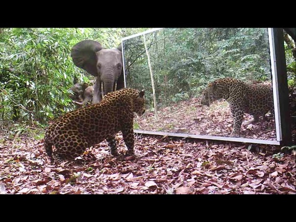 Elephants vs. Leopard by Day des éléphants face à mâle panthère accro au
