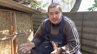 Пчелы Осмии! Просто чудо !