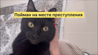 Разорвал тюль в клочья ,был пойман