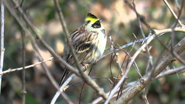 Yellow throated bunting, Желтогорлая овсянка, Emberiza