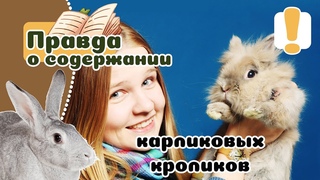 20 вещей которые надо знать о КРОЛИКАХ, прежде чем завести.