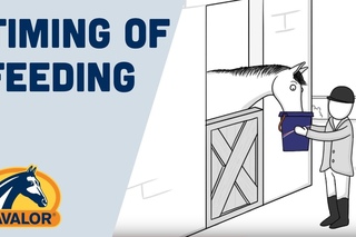 Cavalor Timing of Feeding - ENG