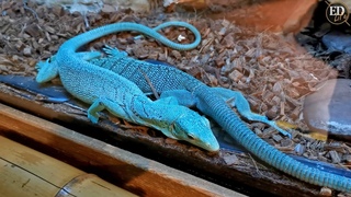 Изумрудный или смарагдовый варан (Varanus prasinus) – как выглядит красивая и изящная ящерица