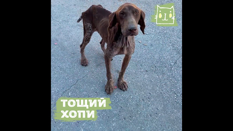 Второй шанс для тощего