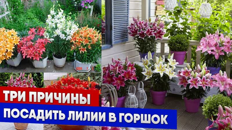 Три причины посадить лилии в