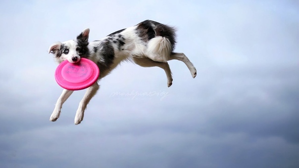 Border Collie Tokki, frisbee, tricks