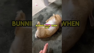 Bunnies flopping SECRET !