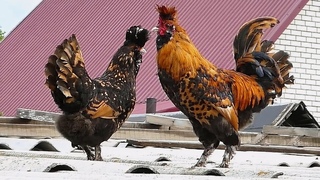 40 градусов Жара, Июнь, Павловские куры, Барнаул Heat June, 104 F #pavlovskie_chickens Altai Barnaul
