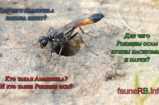 Трудовые будни Роющей осы Ammophila