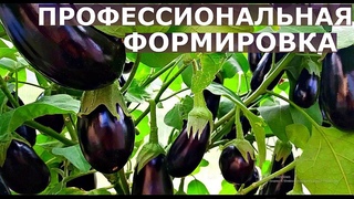 КАК ФОРМИРОВАТЬ БАКЛАЖАНЫ для большого УРОЖАЯ в разных регионах