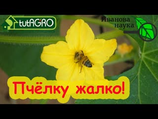 Как Семена Алтая оставят вас без урожая огурцов. РАЗБОР ПОЛЕТОВ №5. Виктория Карелина против пчёл.