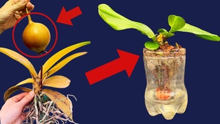 Miracle tubers cause rotten orchids to revive immediately