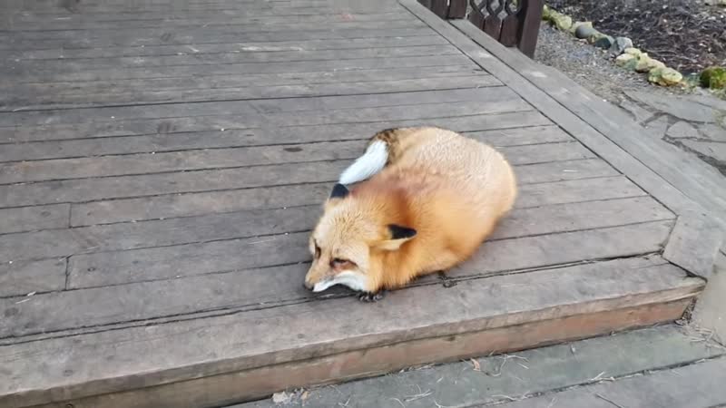 Ли Сяо, Alice the Fox Алиса лиса. Доброе