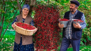 FREE Red Hawthorn Berries from Nature: How to Collect and Cook Them