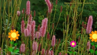 Кровохлебка канадская Блэкторн. Краткий обзор, описание sanguisorba canadensis Blackthorn