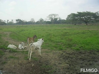 EN VENTA FINCA 200 HECTÁREAS SAN SILVESTRE ESTADO BARINAS