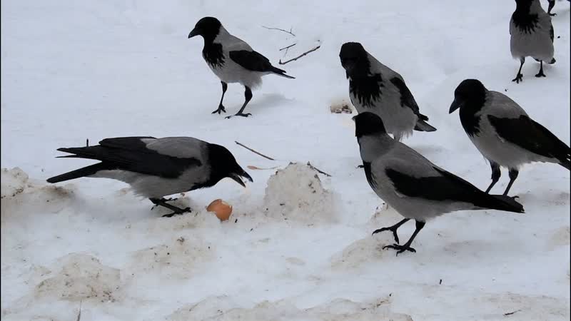 Старая ворона учит молодых, как правильно есть яйца, The old crow