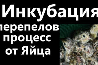 Инкубация перепелов в инкубаторе Блиц-База