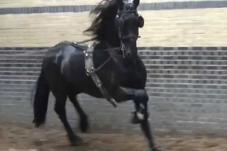 Frisian Stallion Sieuwe after 4 weeks training