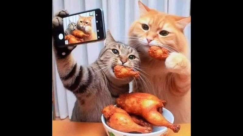 My wife is a blogger Funny video with cats and
