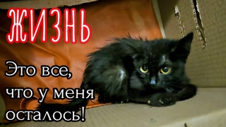 Маленький котёное был болен и он пришёл к людям за помощью/help save the kitten
