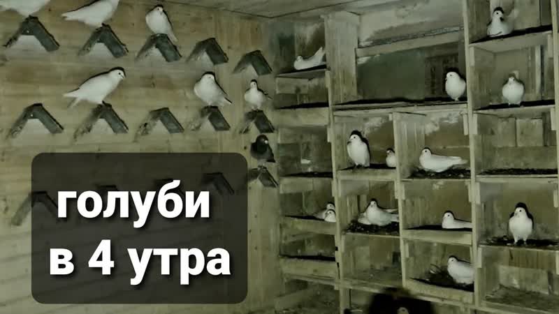 Лена. Голубятня до