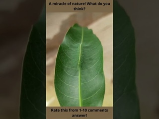 😂Mysterious common baron caterpillar on a mango leaf. #Mysterious #baron #caterpillar #mango #shorts