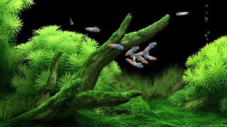 Notho Rachovii Fish Tank With Water Sounds#Stunning #Aquarium  #Whitenoise #Sleep #BluefinNotho