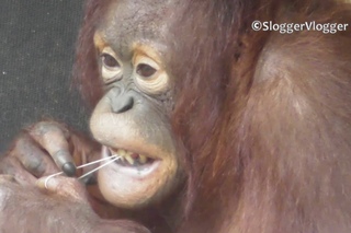 Orangutan Youngster Plays With A Rubber Band