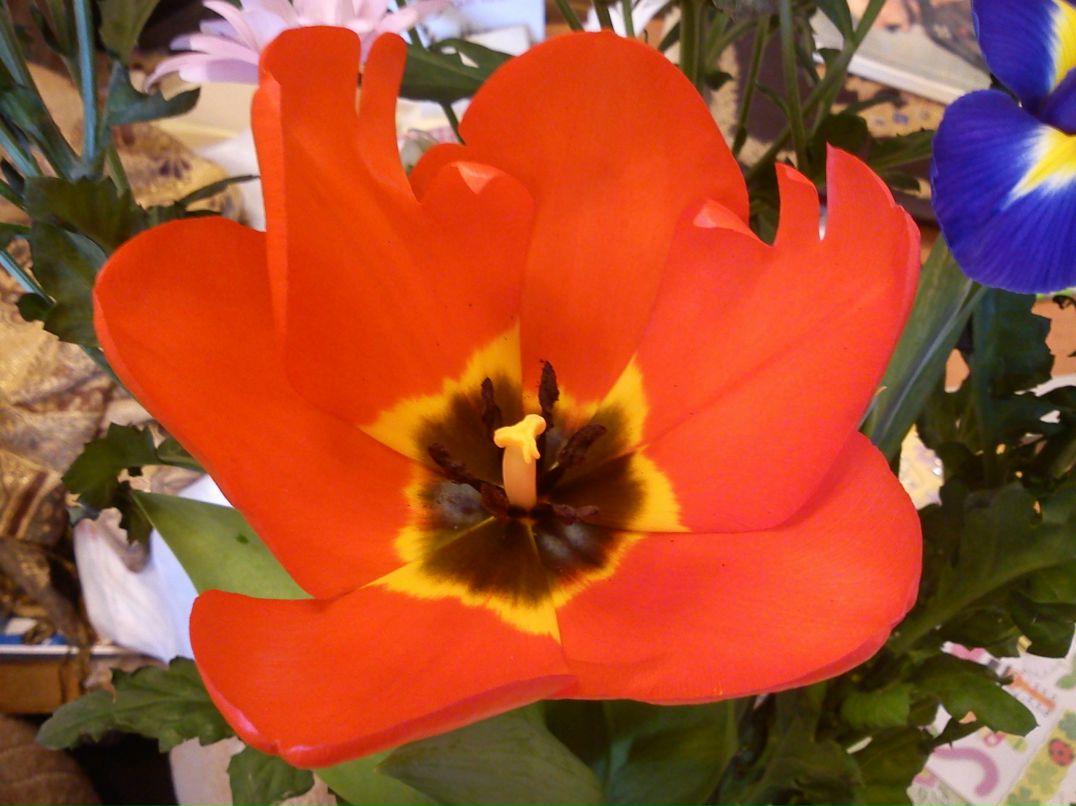 Филяревич Таня | Ростов-на-Дону