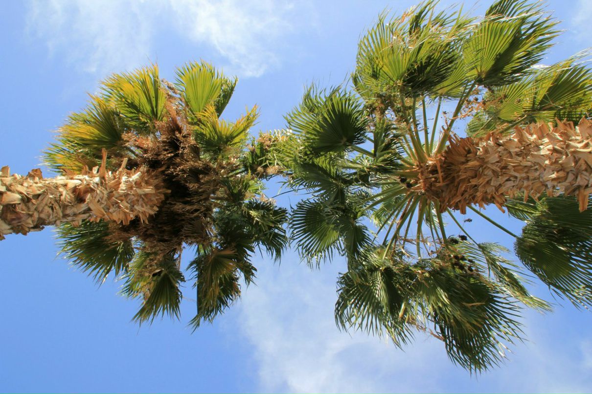 Владимир Пехоца | Краснодар