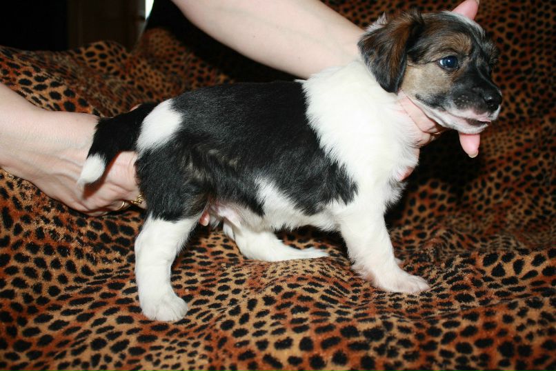 Дмитрий Липов | Зеленоград